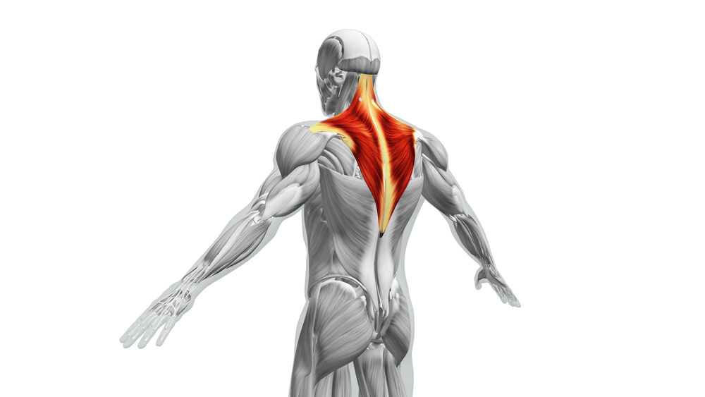 Avoid Neck and Shoulder Pain by Taking Care of Your Trapezius